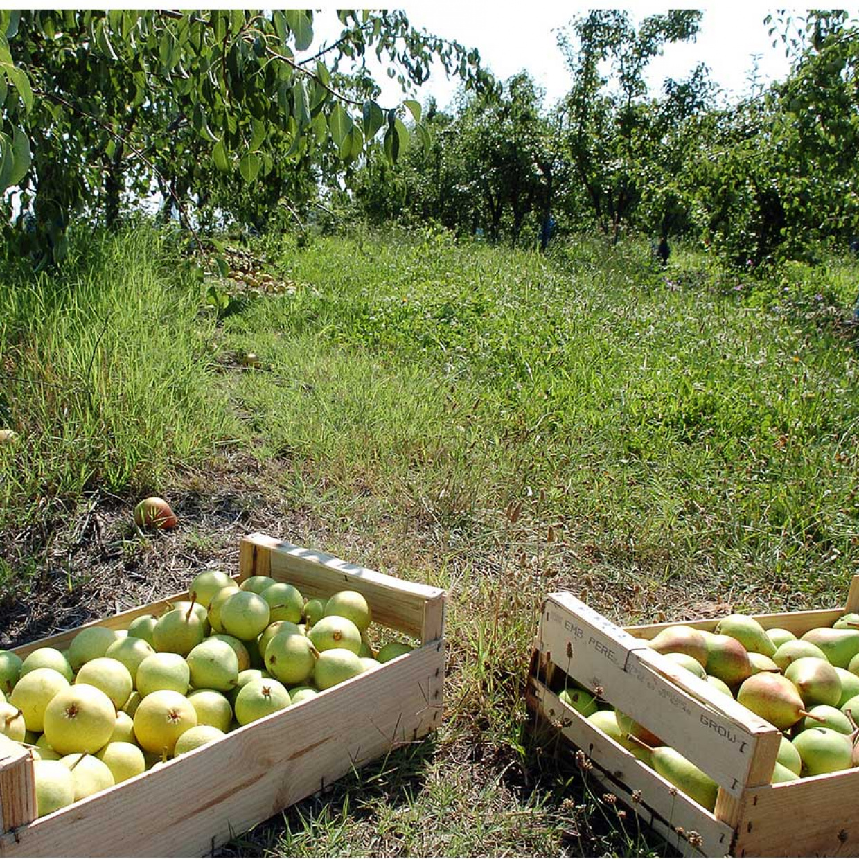Le développement de l’agriculture biologique