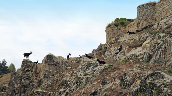 Des chèvres paissent autour du château